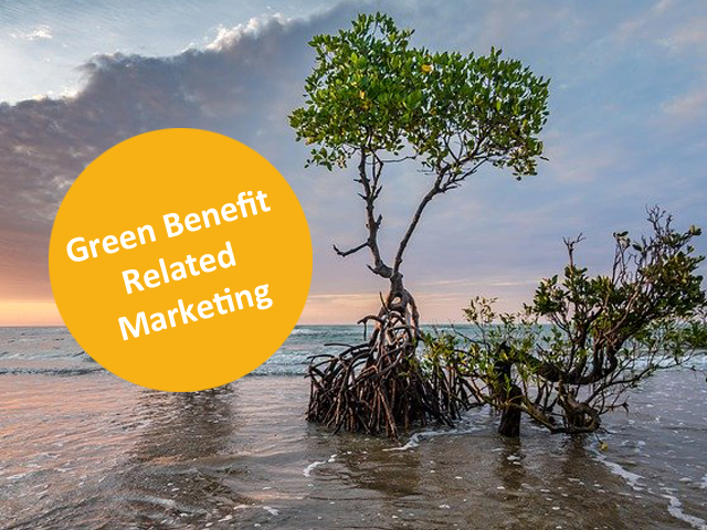 mangrove tree at the beach, sunset light