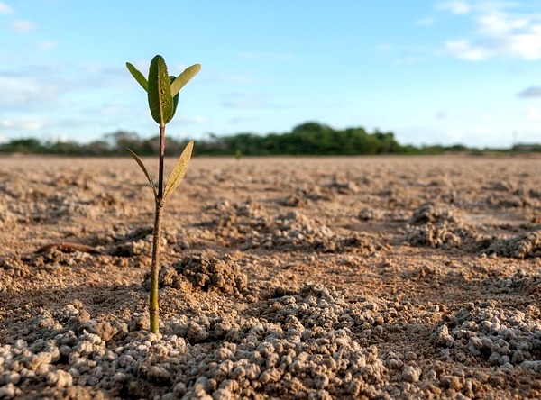 Mangrove sprount growing on dry red soil, silhouette of trees, daylight