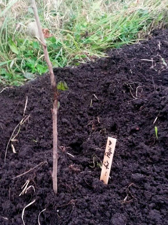 Close up of tree seedling in tree plantation field