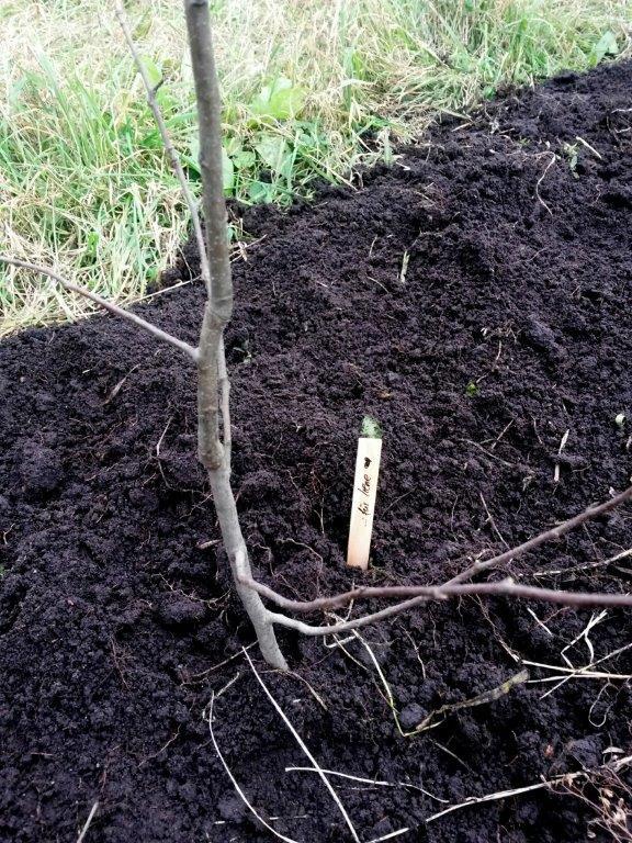 Close up of tree seedling in tree plantation field