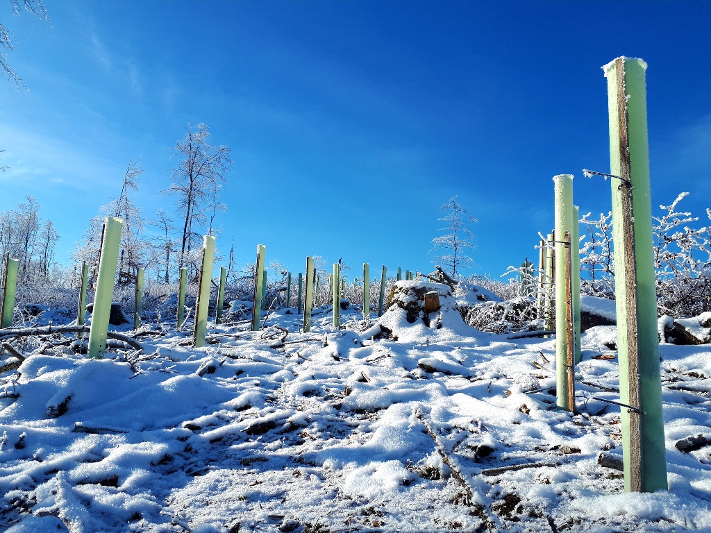 aufforstungsflaeche taunus, schneebedeckte baumsetzlinge, mit wuchshuellen