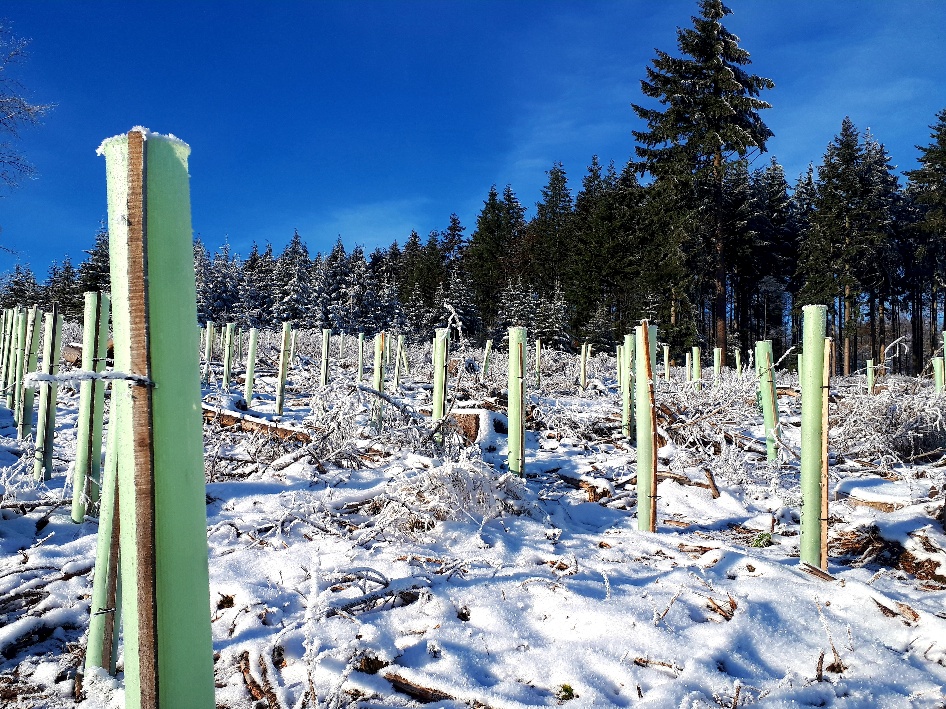 aufforstungsflaeche taunus, schneebedeckte baumsetzlinge, mit wuchshuellen