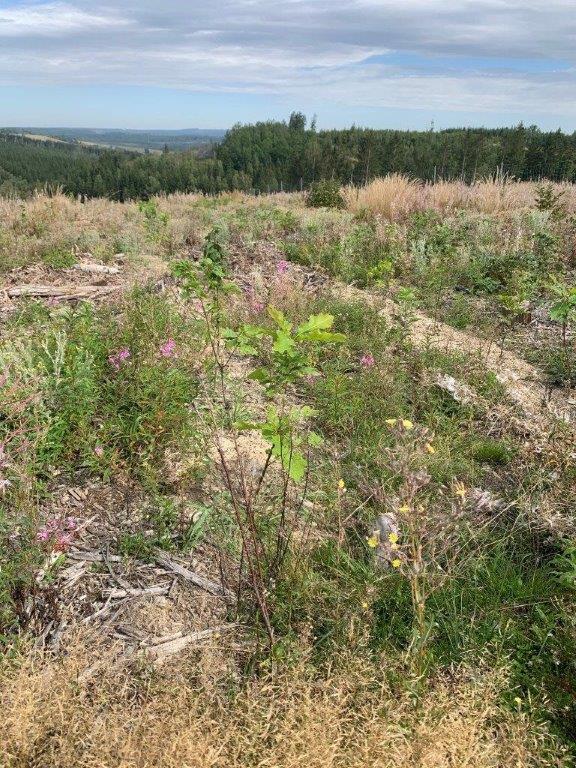 Aufforstung, Harz, Bäume pflanzen