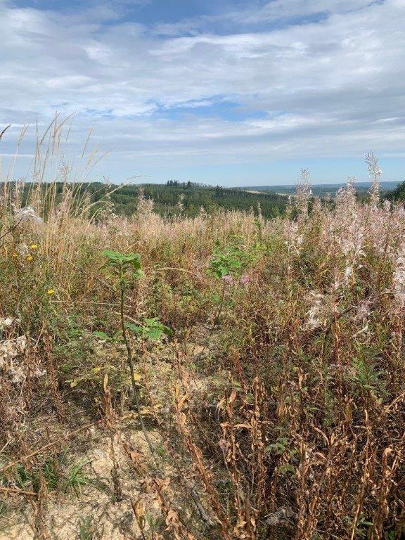 Aufforstung Harz, junge Baumsetzlinge