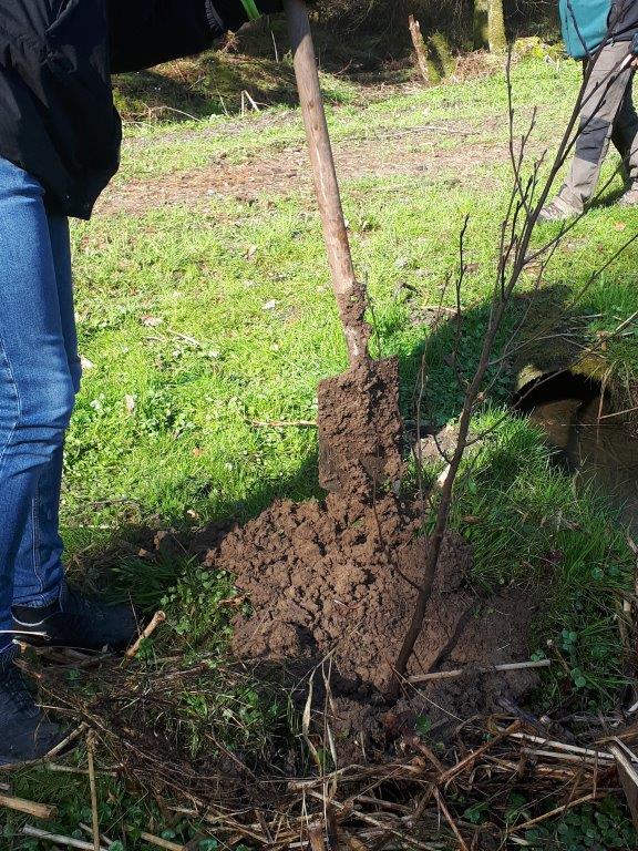 Baum pföanzen mit Spaten, Hands-On Projekt