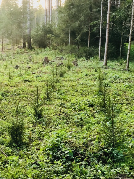 baeume pflanzen bei sigmaringen, biberach, muttensweiler, oberschwaben, aufforstung in bad schussenried