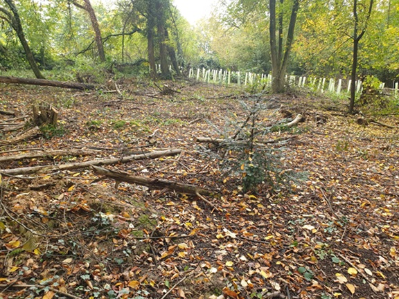 aufforstung, stuttgart, esslingen, wald, natur schuetzen