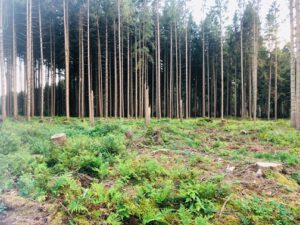 baeume pflanzen bei sigmaringen, biberach, muttensweiler, bad schussenried