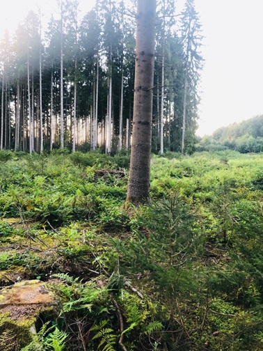 wald, natur, baeume pflanzen, ingoldingen, ravensburg, schlier, biberach, bad schussenried