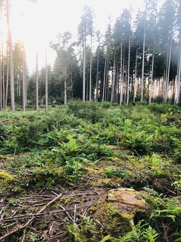 aufforstung, wald, natur, baeume pflanzen, ingoldingen, ravensburg, schlier, biberach, bad schussenried