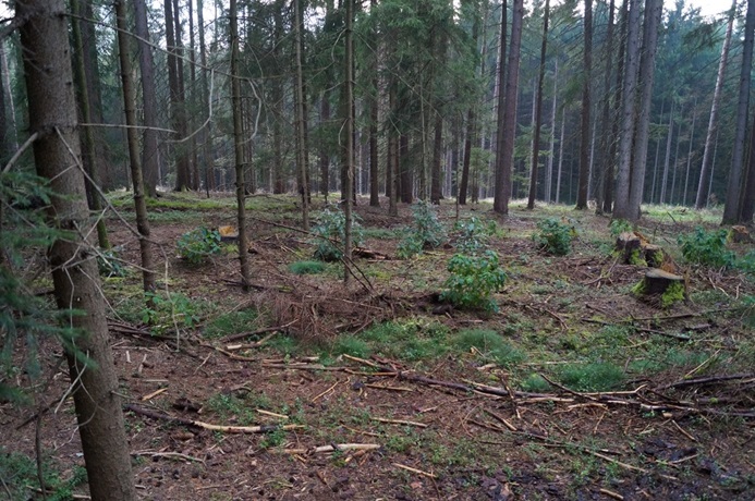 baeume pflanzen, bayern, bayreuth, nuernberg