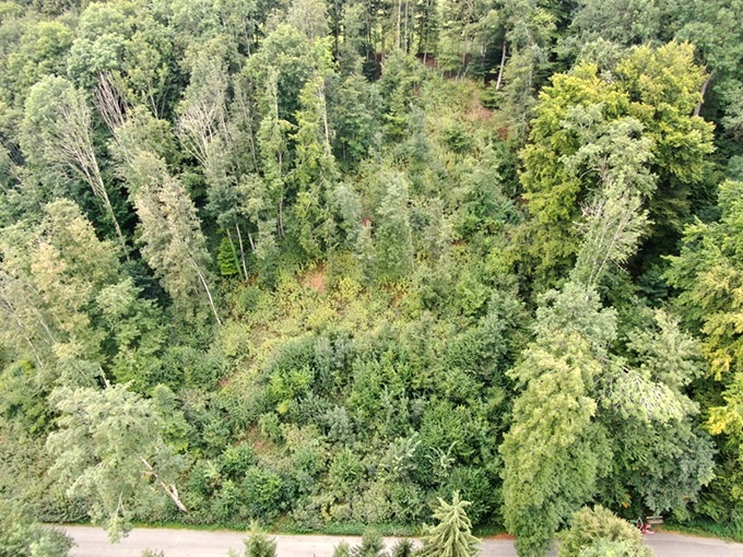 aufforstung, wald, natur, baeume pflanzen, wolfegg, ravensburg, schlier, biberach, sigmaringen