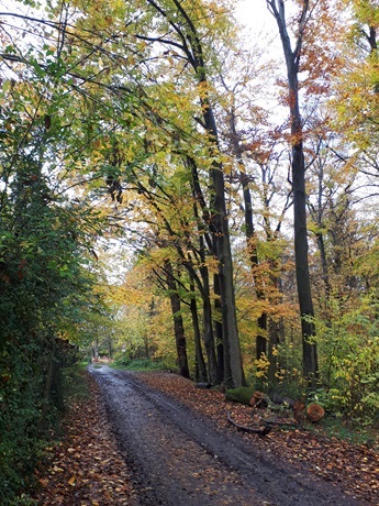 baeume pflanzen, wald schuetzen, biodiversitaet, baum-abo, baum-sponsoring