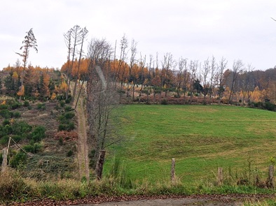 baeume pflanzen, nachhaltigkeit, aufforstung, nrw, oberbergisches land, bergisch gladbach