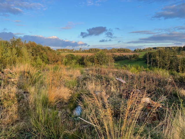 waldflaeche, aufforstung, nrw, baum-sponsoring