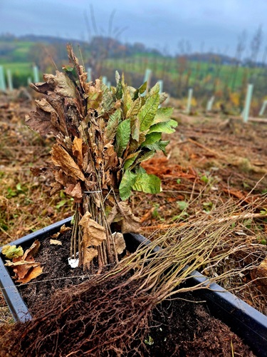 baeume pflanzen, nachhaltigkeit, aufforstung, nrw, oberbergisches land, gummersbach