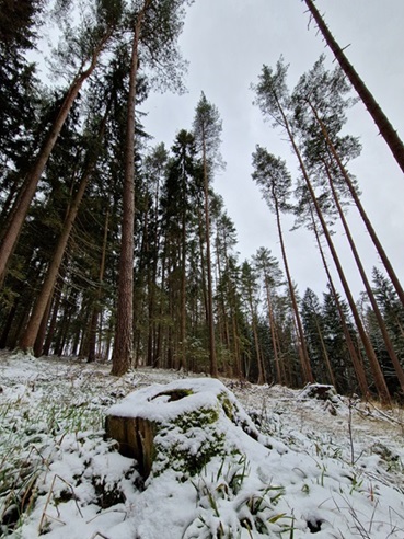 aufforstung, bayern, oberfranken, fichtelgebirge, gefrees