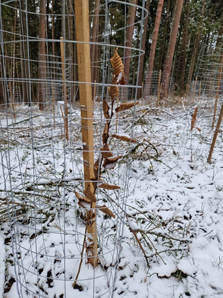 baeume pflanzen, bayern, oberfranken, gefrees