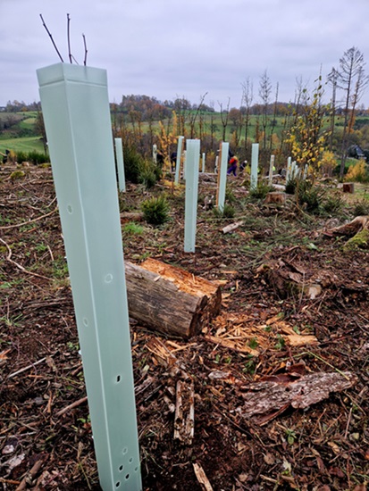 baeume pflanzen, nachhaltigkeit, aufforstung, nrw, oberbergisches land, bergisch gladbach