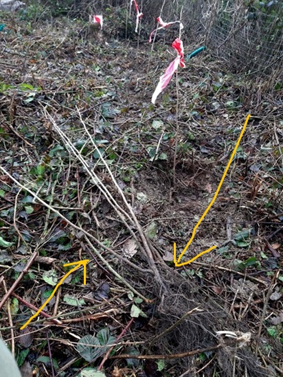 baeume pflanzen, aufforstung, naturschutz, taunus, frankfurt, rhein-main