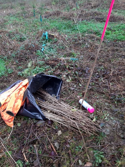 baeume pflanzen, aufforstung, naturschutz, taunus, frankfurt