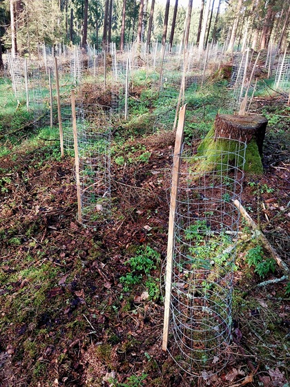 baeume pflanzen, nachhaltigkeit, baum-abo, firmen, wald, natur