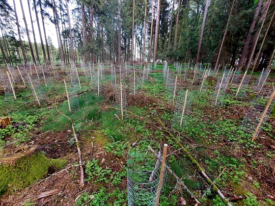 baeume pflanzen, nachhaltigkeit, baum-abo, unternehmen, verantwortung, heimischer wald