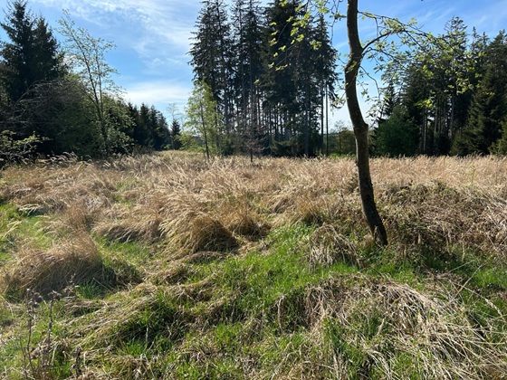 baeume pflanzen, freising, muenchen, baum sponsoring, baum abo