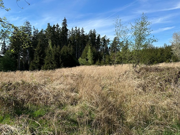 nachhaltigkeit, umweltschutz, regional, aufforstung, bayern, heimischer wald