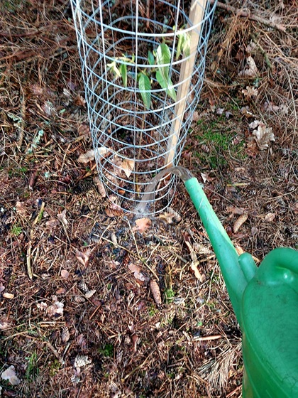 baum sponsoring, baeume pflanzen, baumprojekt im fichtelgebirge, in oberfranken, bayern