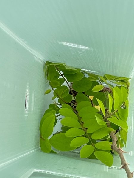 baum-sponsoring fuer unternehmen, nachhaltigkeit, regionaler umweltschutz, deutscher wald
