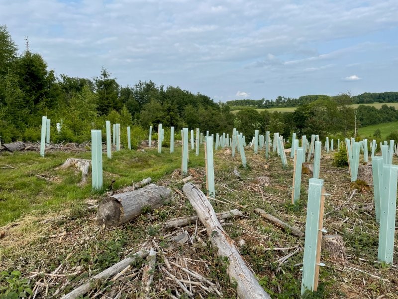 baeume pflanzen, NRW, oberbergisches land, aufforstung, schadflaechen